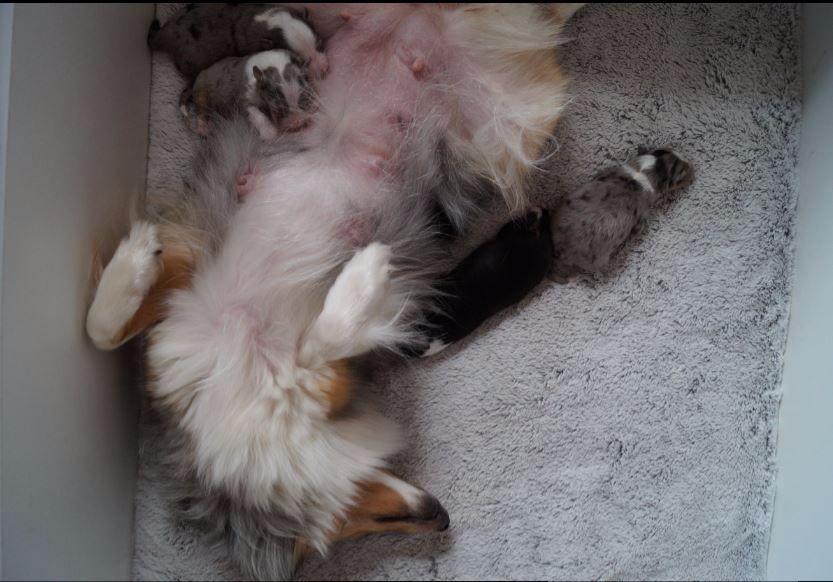 Shet Of The Land - Shetland Sheepdog - Portée née le 02/03/2017